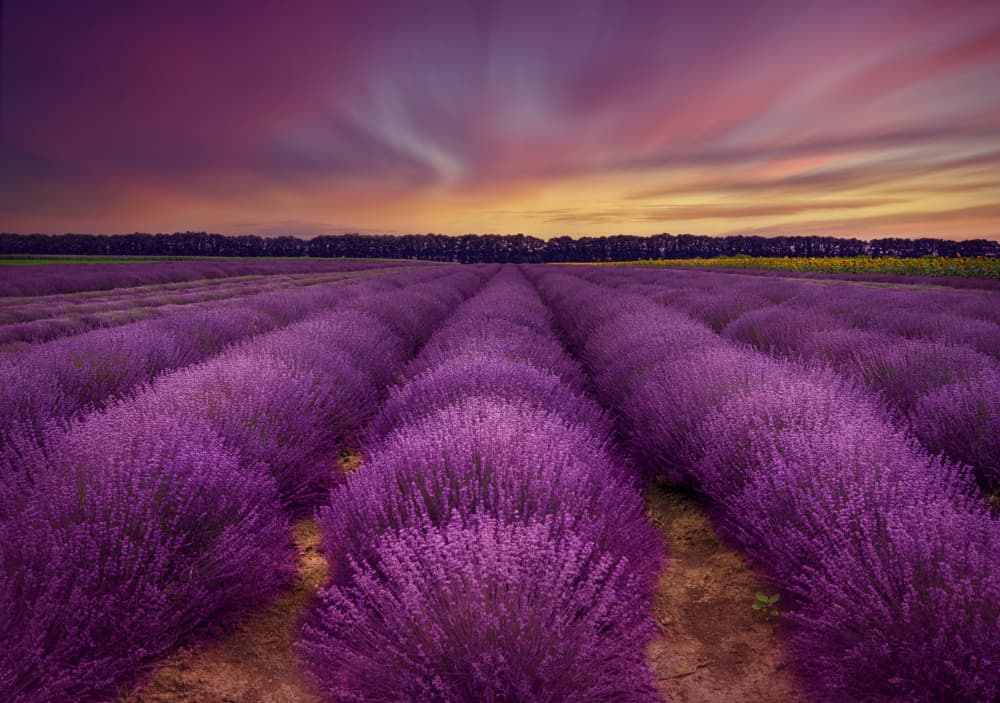 Lavender Fields Twilight by Nikki Georgieva V E G A N I K — canvas wall art