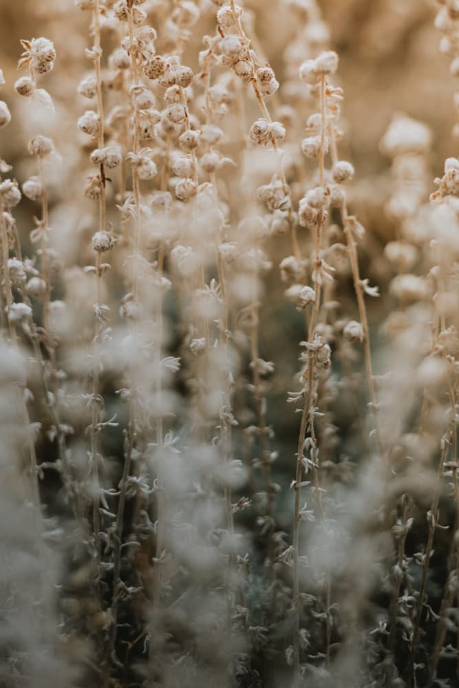 Soft Autumn Botanicals by Javier Pardina — canvas wall art