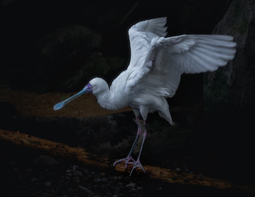 Majestic White Spoonbill by Alex Zhao — canvas wall art