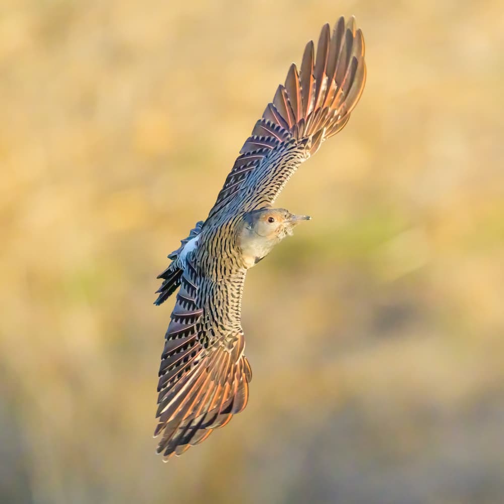 Graceful Bird Flight by Moses Wang — canvas wall art