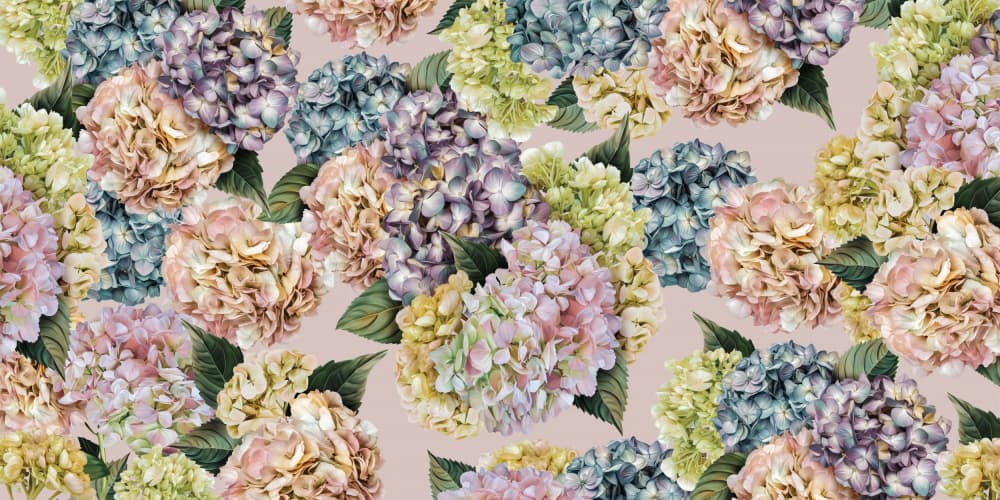 Hydrangeas_Pinky by Sue Skellern — canvas wall art