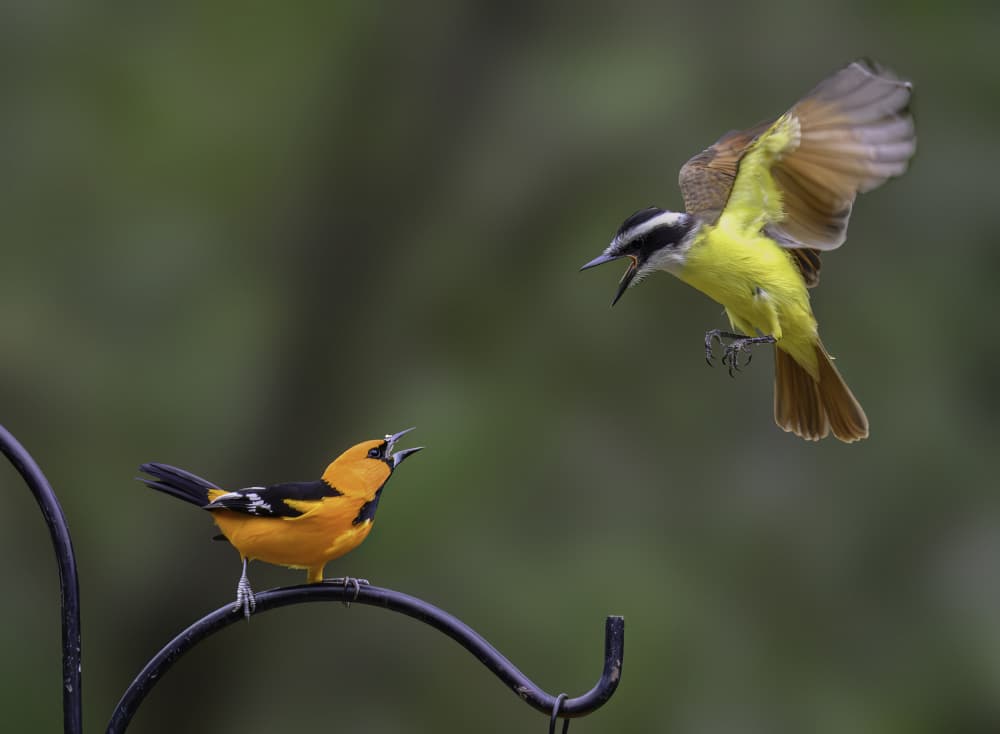 Yellow Birds Confront by Mike He — canvas wall art
