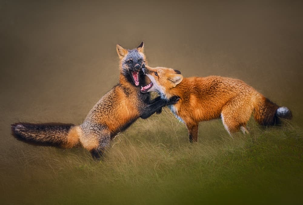Wild Foxes Scuffle by Ben.C.L — canvas wall art