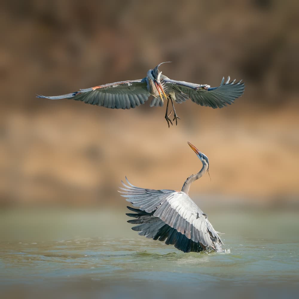 Herons Fishing Encounter by Alex Li — canvas wall art