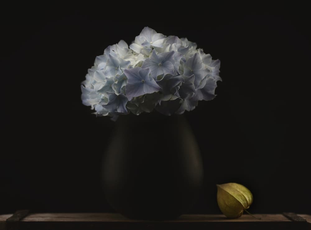 Blue Hydrangea and Physalis by Lotte Grønkjær — canvas wall art