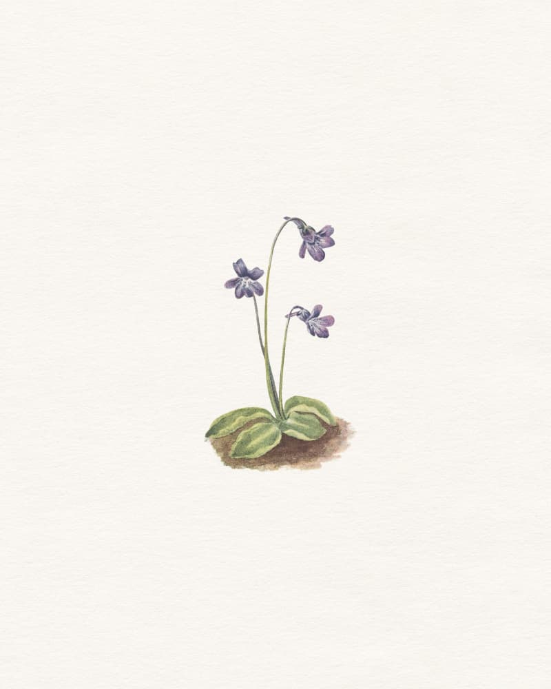 Delicate Purple Bloom by Wild Violets — canvas wall art
