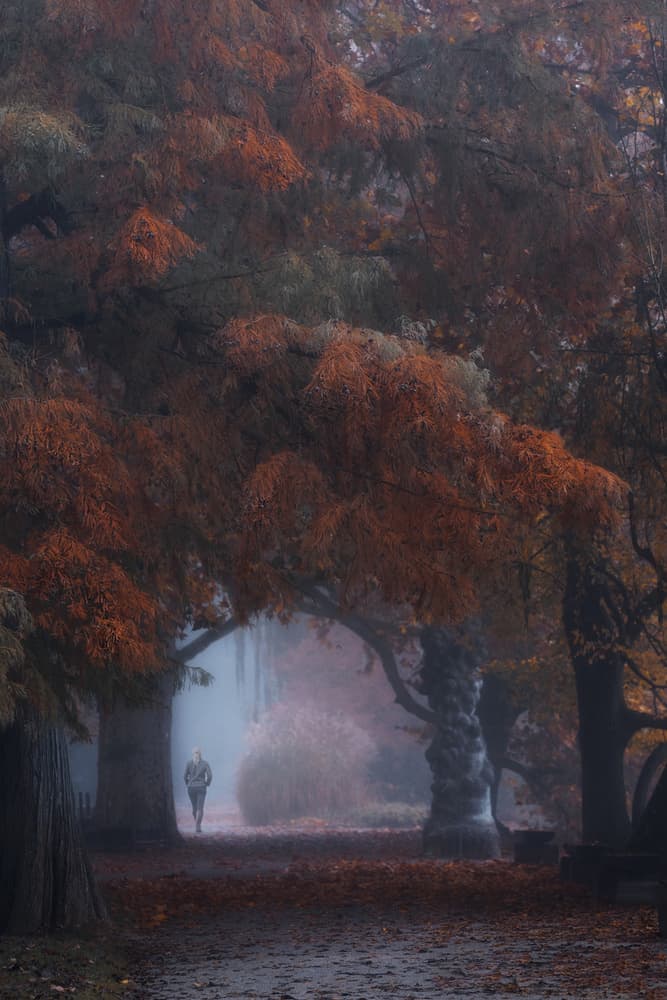 Misty Forest Walk by Uschi Hermann — canvas wall art