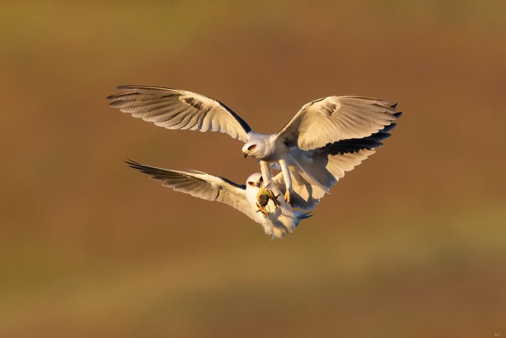 Feeding White Kites by Bill Lu — canvas wall art