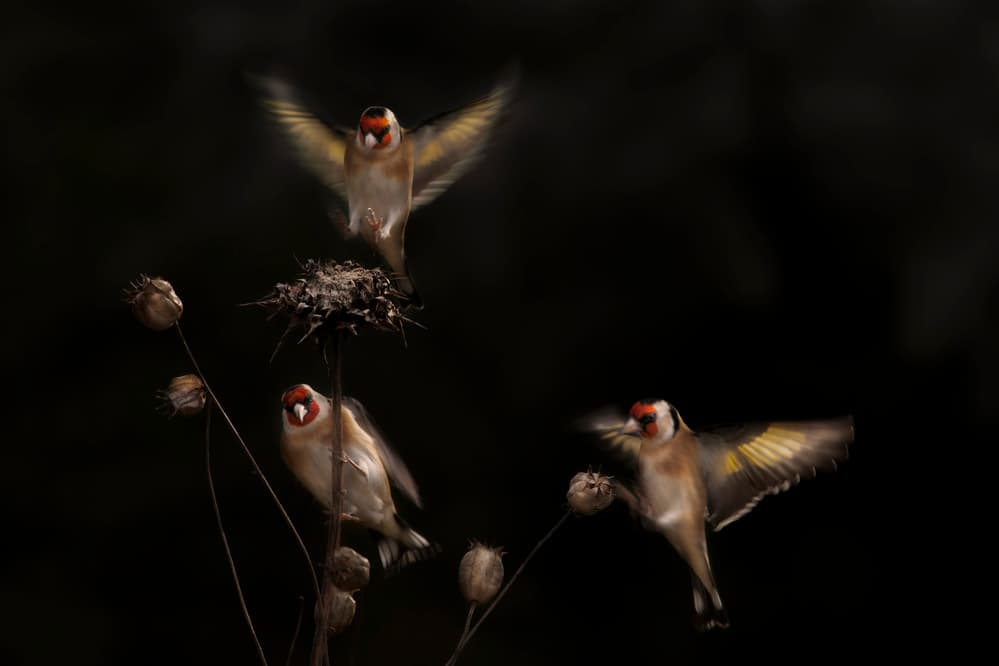 Goldfinches on Thistle by Martine Benezech — canvas wall art