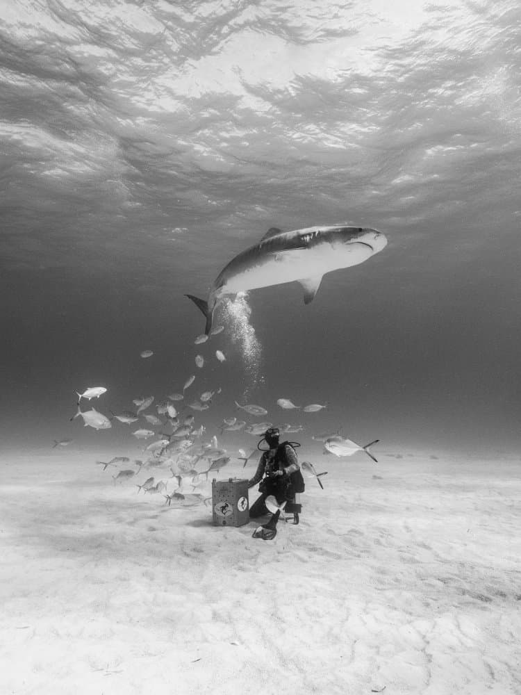Diver and Tiger Shark by Serge Melesan — canvas wall art