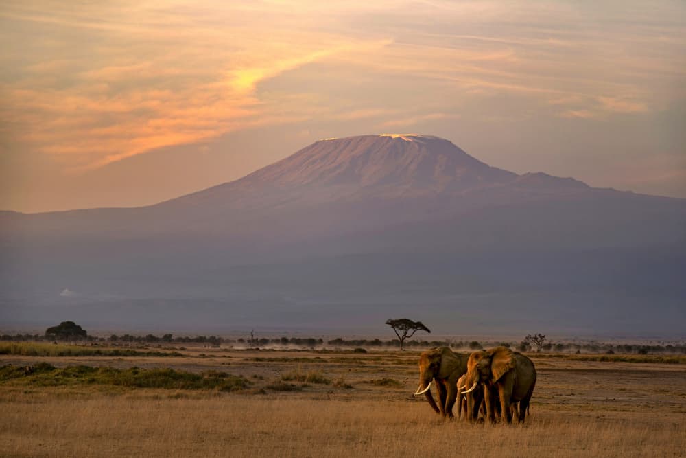 Elephants Kilimanjaro Sunset by Jie Jin — canvas wall art