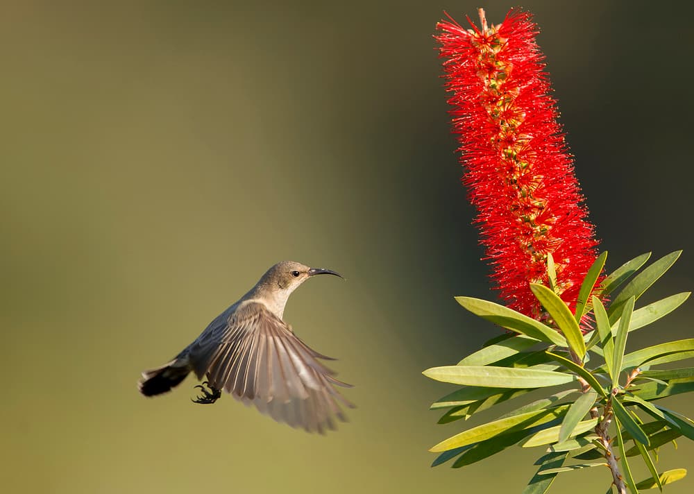Flying Sunbird Red Bloom by Shlomo Waldmann — canvas wall art