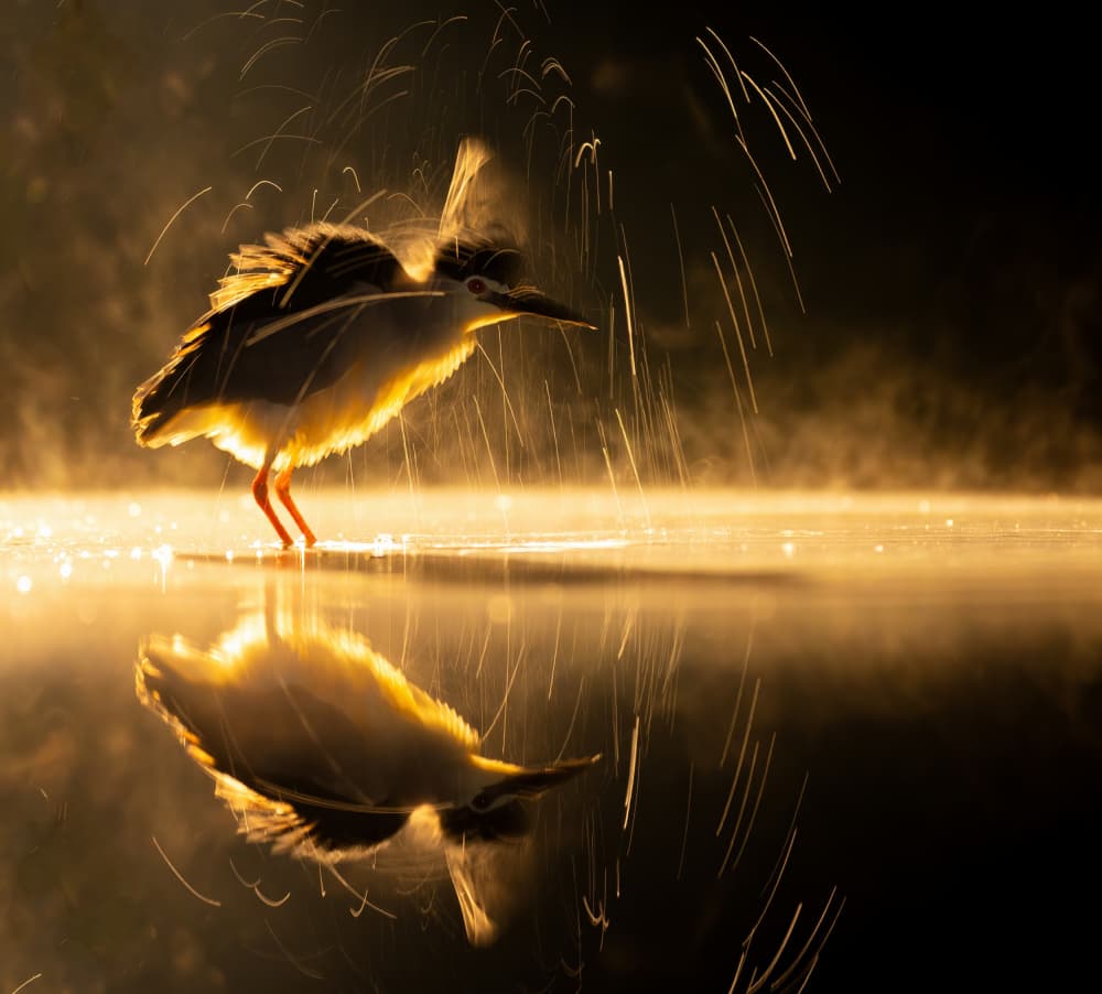 Golden Heron Morning Splash by Corry DeLaan — canvas wall art