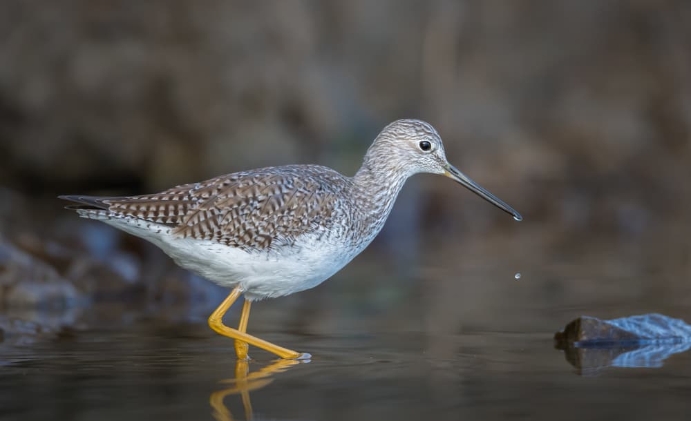 Wading Bird Droplet by Greg Barsh — canvas wall art