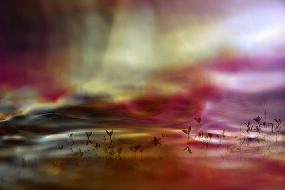 Emerging Water Plants by Heidi Westum — canvas wall art