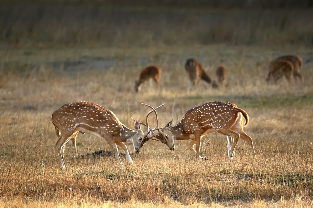 Golden Hour Deer Clash by Nicolás Merino — canvas wall art