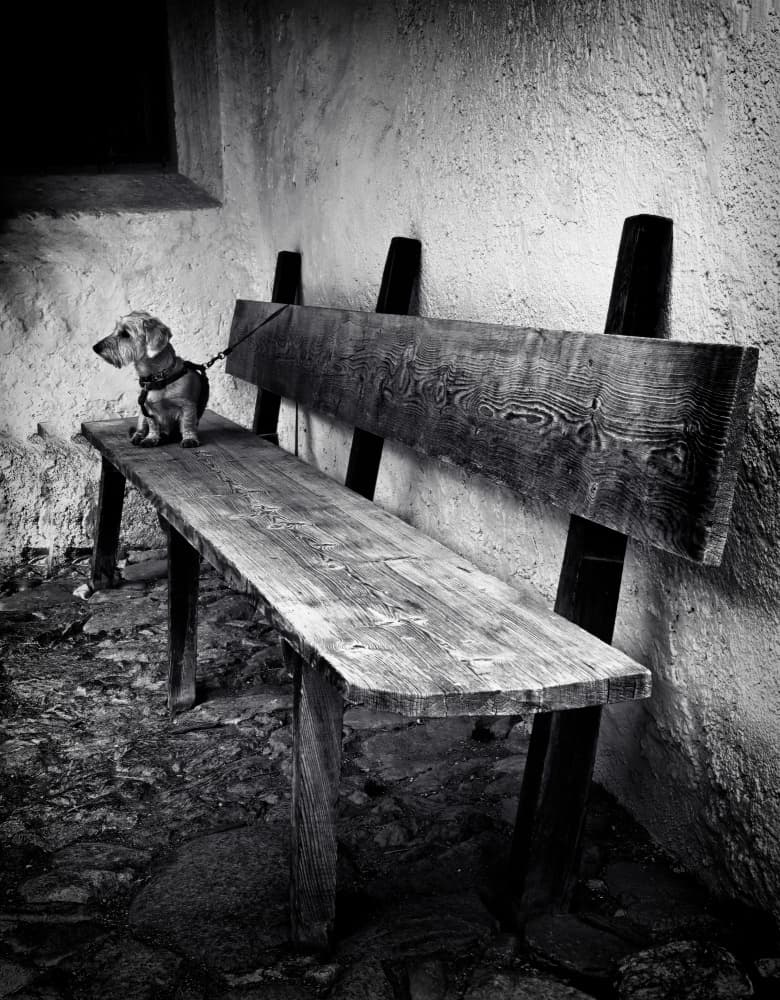 Small Dog Bench Solitude by Raffaele Corte — canvas wall art