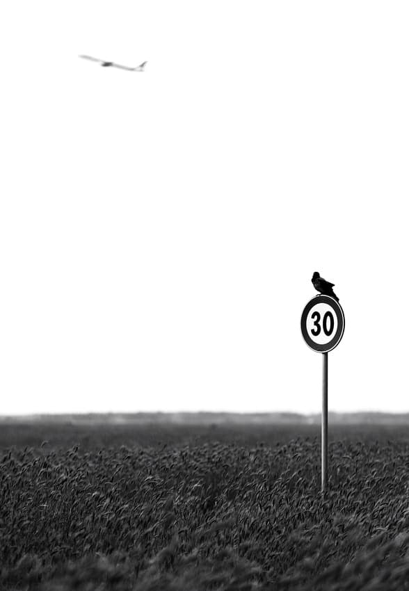 Bird On Speed Limit by Fulvio Pellegrini — canvas wall art