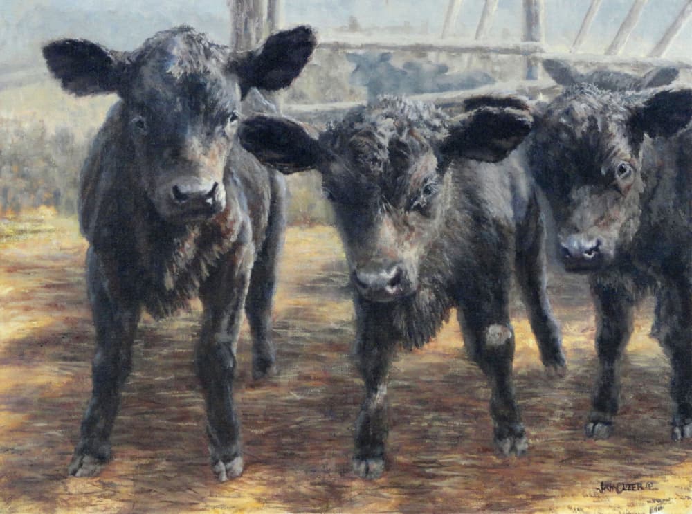 Curious Black Calves by Jan Clizer — canvas wall art