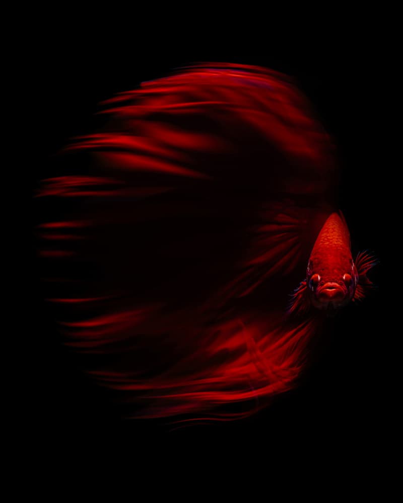 Dynamic Red Betta by Andi Halil — canvas wall art