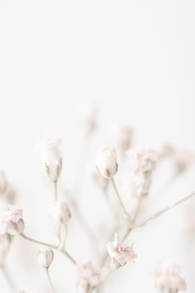 Delicate Pink Blooms by Pictufy Studio III — canvas wall art