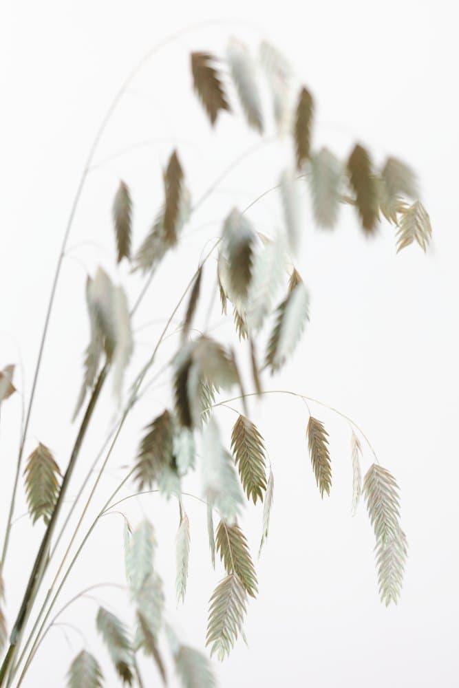 Ethereal Grass Seedheads by Pictufy Studio III — canvas wall art