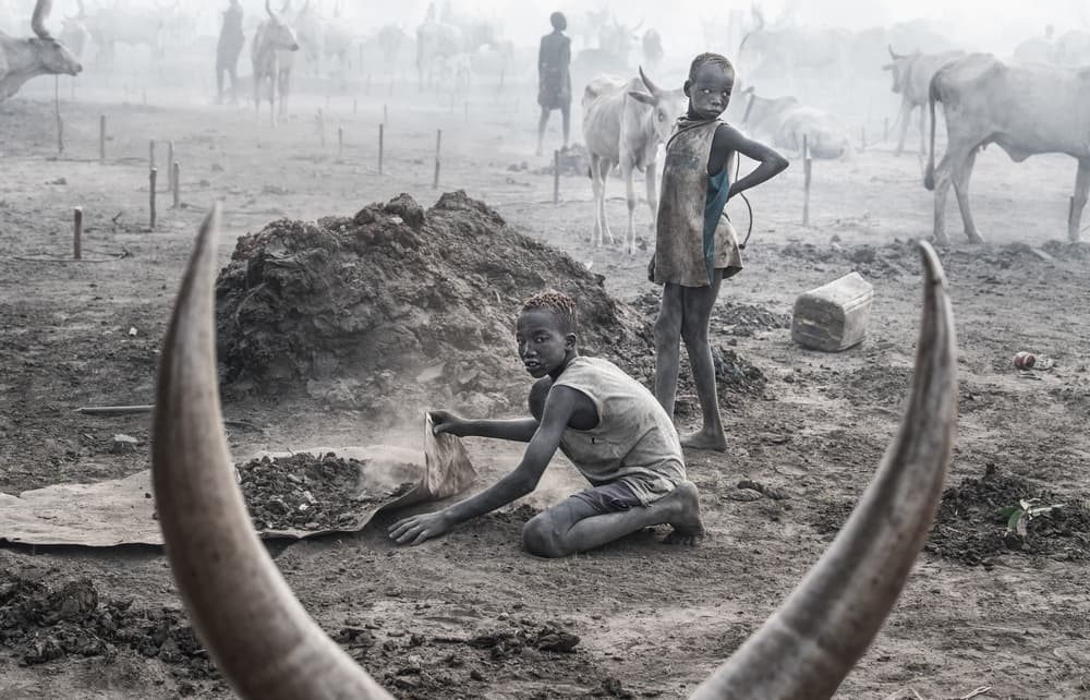Dusty Cattle Camp Boys by Joxe Inazio Kuesta Garmendia — canvas wall art