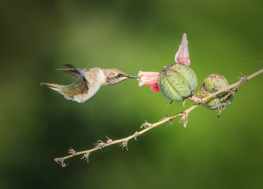 Hummingbird Visits Pink Bloom by Alex Li — canvas wall art