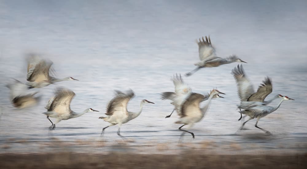 Cranes Taking Flight by Ruiqing P. — canvas wall art