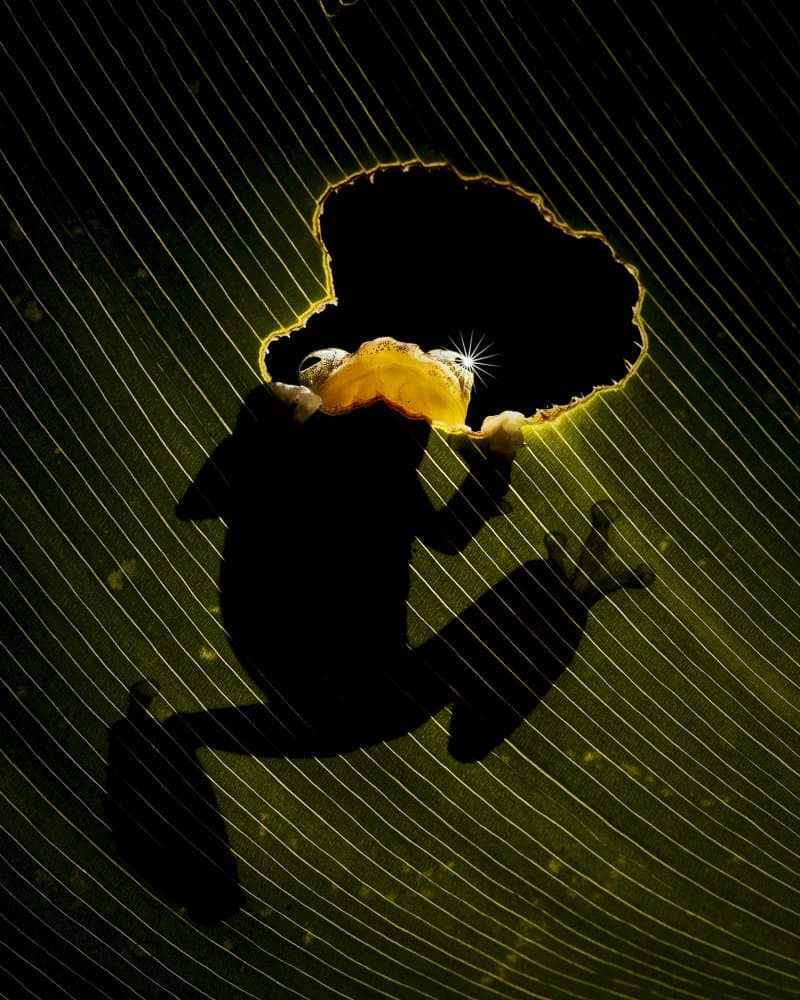 Glowing Frog Silhouette by Gatot Herliyanto — canvas wall art