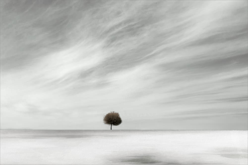 Minimalist Tree Horizon by Gilbert Claes — canvas wall art
