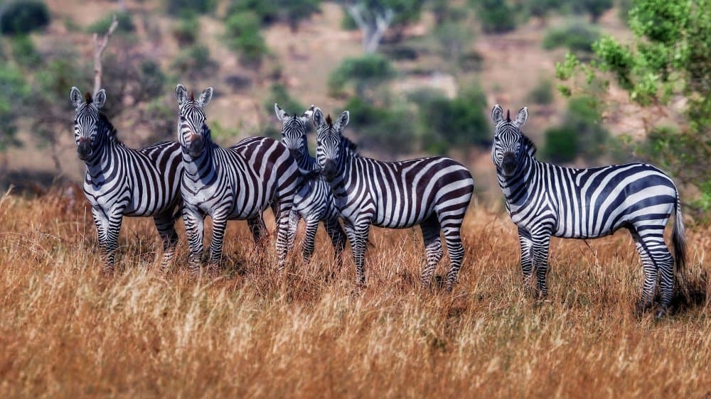 Wild Zebra Herd by David Manusevich — canvas wall art