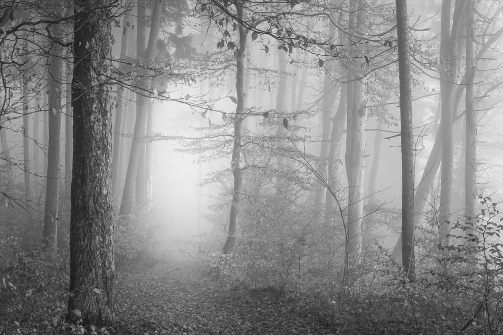 Foggy Forest Path by Norbert Maier — canvas wall art