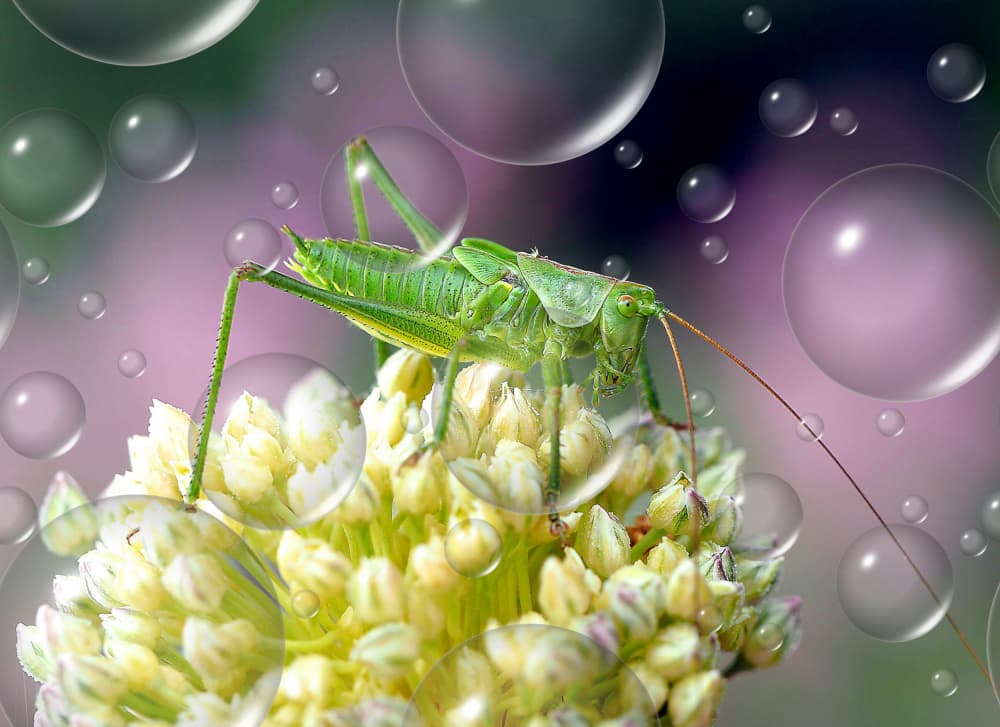 Bubble Grasshopper Bloom by Thierry Dufour — canvas wall art
