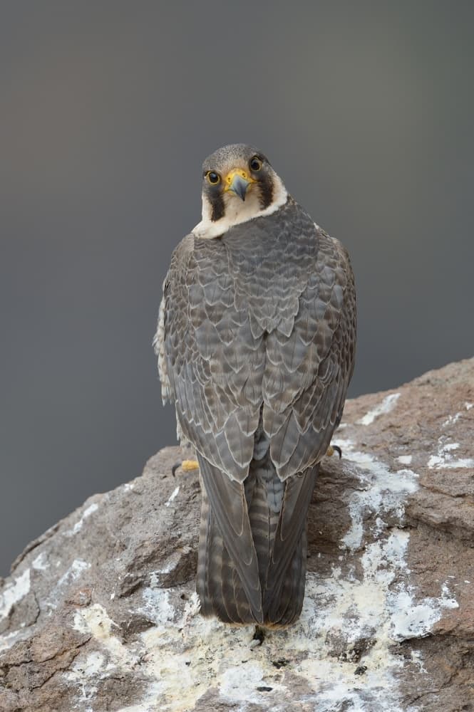 Watchful Peregrine Falcon by Rayco — canvas wall art