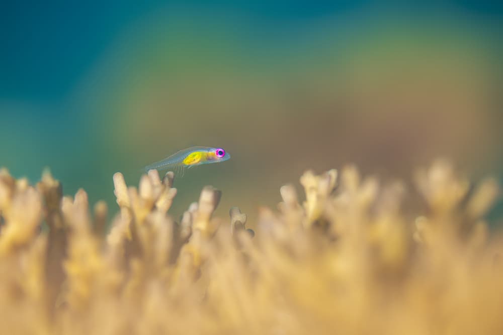 Vibrant Little Reef Fish by Barathieu Gabriel — canvas wall art