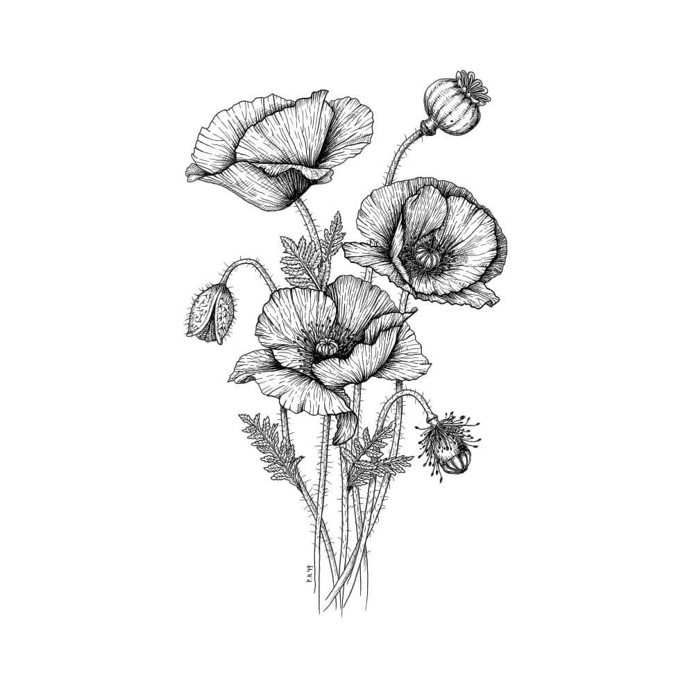 Botanical Poppy Drawing by Petra Holíková — canvas wall art