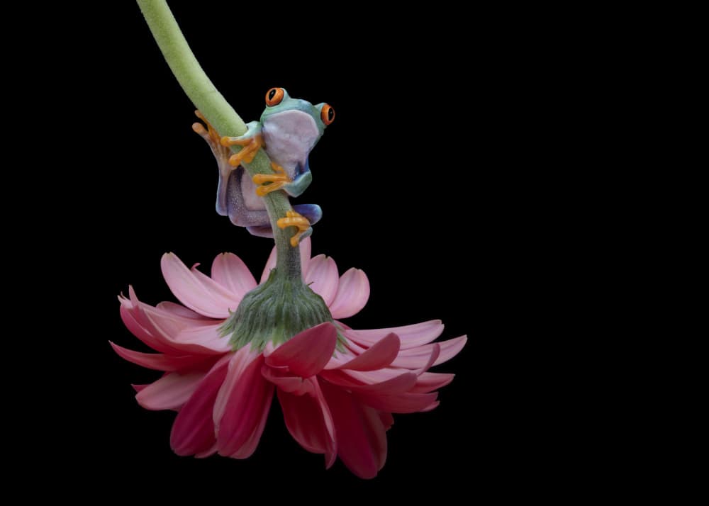 Red-Eyed Frog on Pink Bloom by Louise Wolbers — canvas wall art