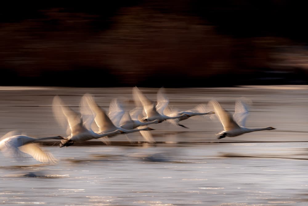 Swans In Golden Flight by Eiji Itoyama — canvas wall art