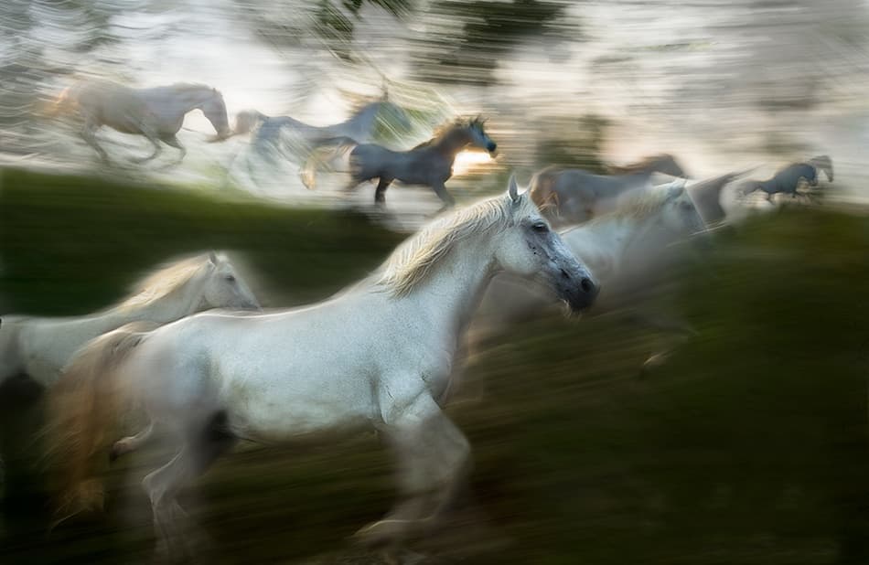 Wild Horses Galloping by Milan Malovrh — canvas wall art