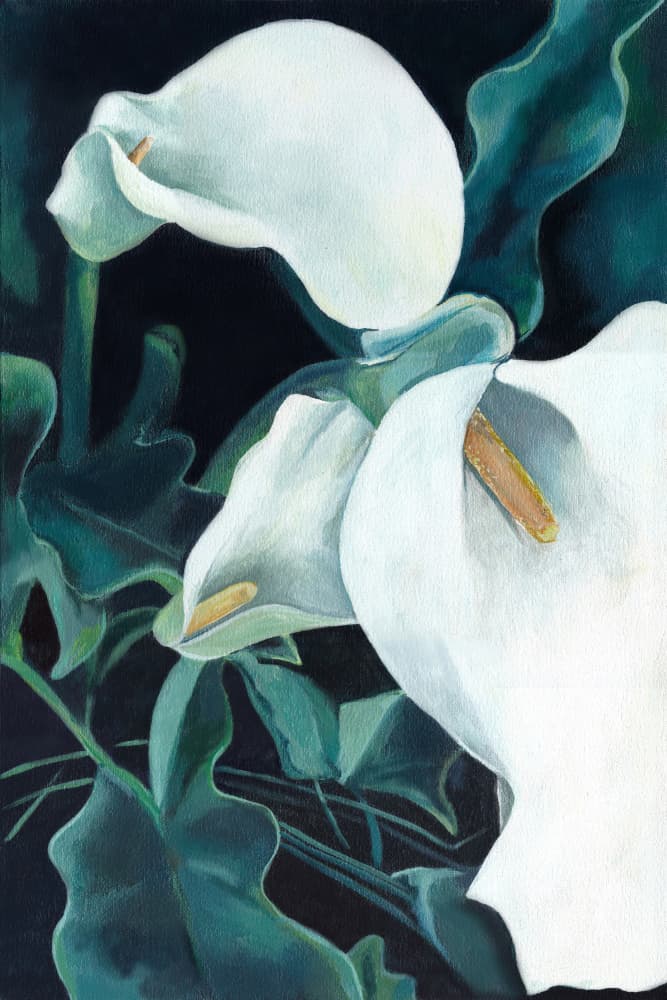 Elegant White Calla Lilies by Viccy Wanliss — canvas wall art