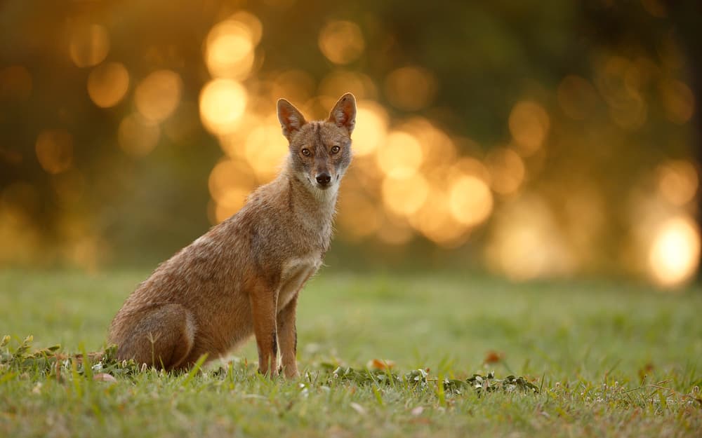 Wild Jackal Golden Hour by Assaf Gavra — canvas wall art
