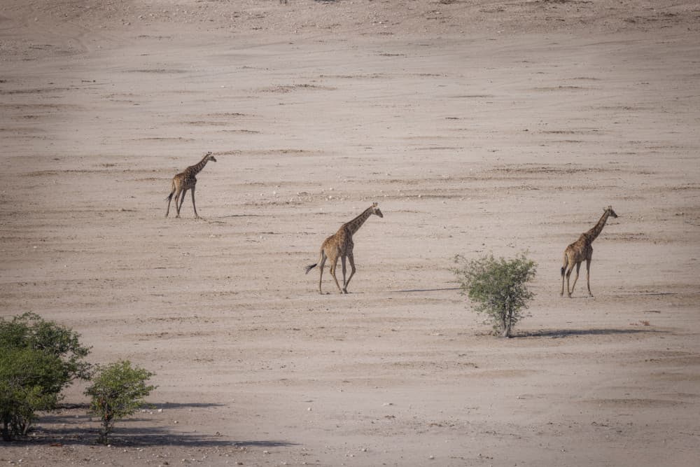 Three Giraffes Desert Walk by Dani BS. — canvas wall art