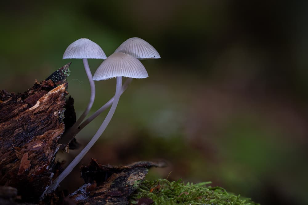Delicate Forest Mushrooms by Sergio Barboni — canvas wall art