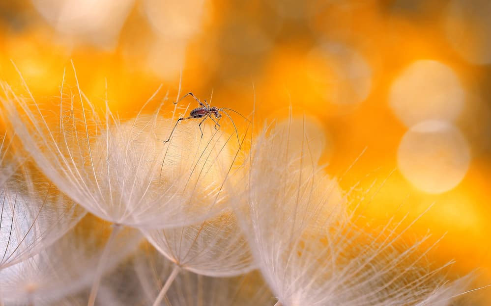 Dandelion Insect Golden Hour by Thierry Dufour — canvas wall art