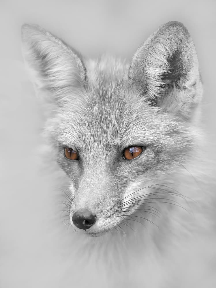Gray Fox Amber Eyes by Jim Cumming — canvas wall art