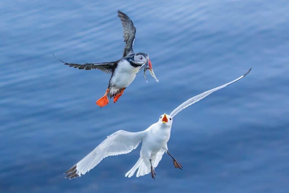 Puffin Seagull Chase by James Bian — canvas wall art