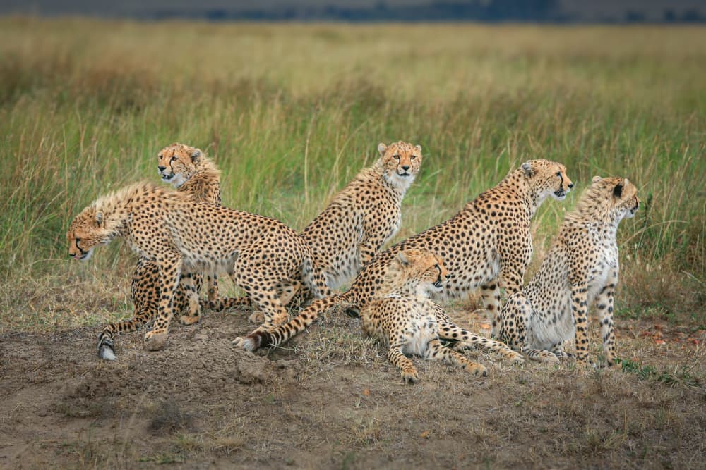 Alert Cheetah Family by Jeffrey C. Sink — canvas wall art