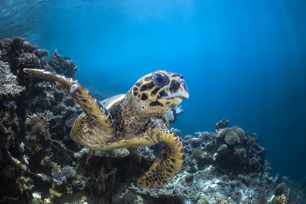 Hawksbill Turtle Underwater by Barathieu Gabriel — canvas wall art
