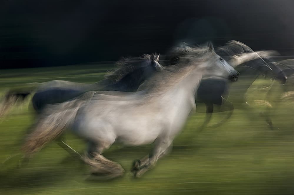 Wild Horses Gallop by Milan Malovrh — canvas wall art